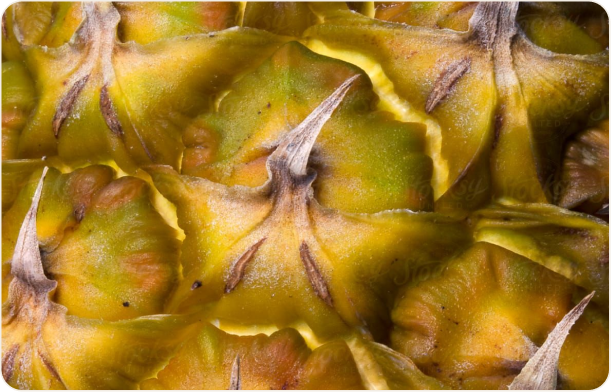 パイナップルフルーツパウダー